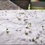 環保手工植物種子紙 - Premium YD 企業禮品訂製