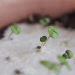 種子紙日曆 - Premium YD 企業禮品訂製