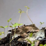 種子紙獎牌 - Premium YD 企業禮品訂製